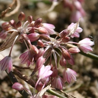 Allium sibthorpianum  Photo: A. Hoog